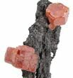 Red Vanadinite Crystals on Manganese Oxid - Morocco #38465-1